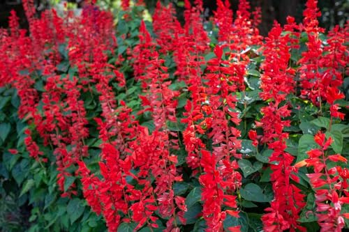 Image of Antinium Flower Seeds - Easy-to-Grow Tropical Indoor & Outdoor Plant, Vibrant Long-Lasting Blooms, Quality Seeds for Gardening (Pack Of 100+ Seed)