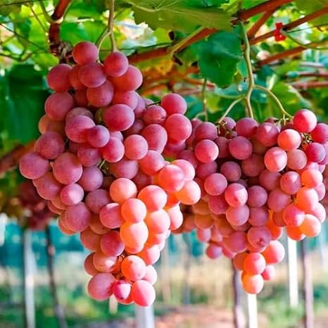 100Pcs Giant red Grape Fruit Seeds