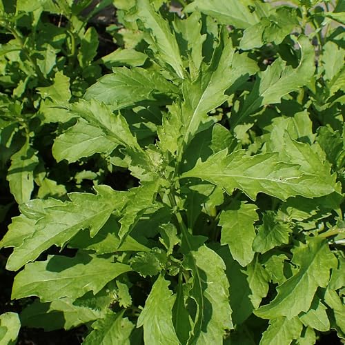 Palm Beach Medicinal Herbs - Epazote (Dysphania ambrodioides) - Packet of 100 Seeds