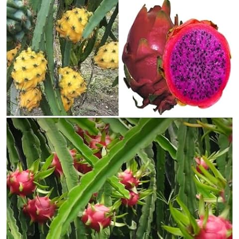 Dragon Fruit Cactus Seeds Mix - 3 Packets Cover