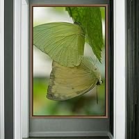Framed Canvas Wall Art Butterflies Butterfly Colorful Farmhouse/Country Hallway Insects Multicolor Photography - 16x24 inches