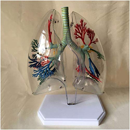 Buy Anatomical Model Transparent Lung Segment Model Lung Anatomical