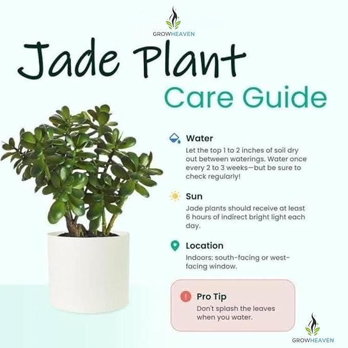 Image of Live Jade Plant | Lucky Succulent for Home & Office | Low Maintenance & Easy to Grow | Perfect for Indoor Decor & Gifting | Attracts Prosperity & Positive Energy