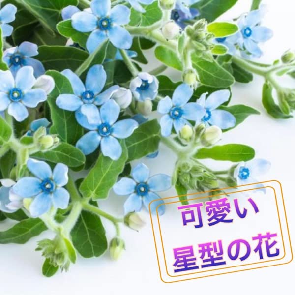 Amazon｜BisesFlower(ビズフラワー)【クール便出荷】【星形 ブルー