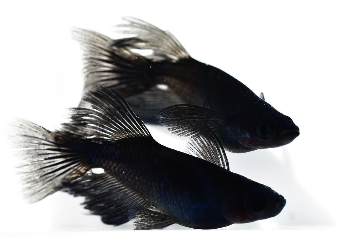 Amazon.co.jp: Medaka Asuka Orochi Real Long Fin Medaka Medaka 10