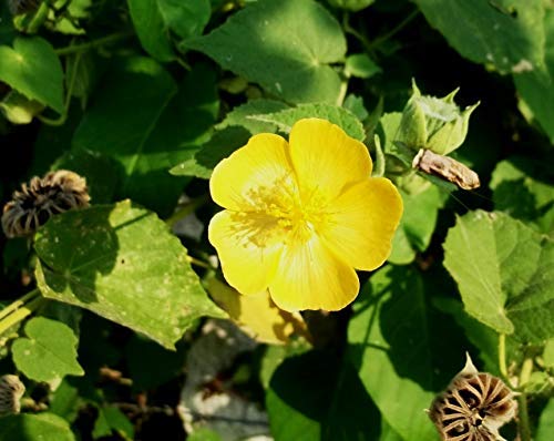 Plant House Atibala/Abutilon indicum 25 Seeds (B07GWBVV3R) Amazon Price History, Amazon Price Tracker