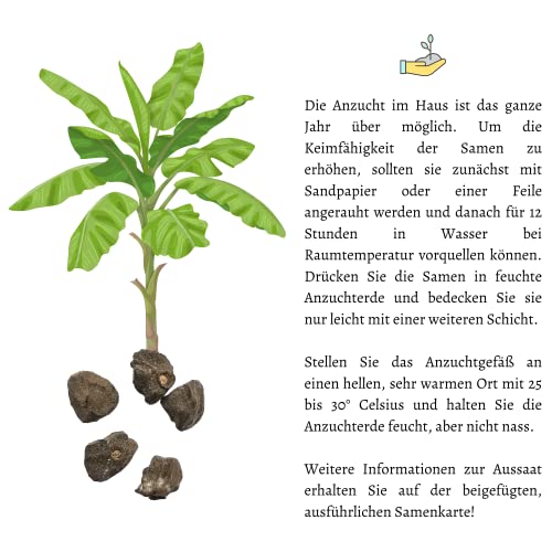 Darjeeling Bananen Samen (Musa sikkimensis) - Winterharte Banane mit wunderschönen Blättern Indoor und Outdoor geeignet