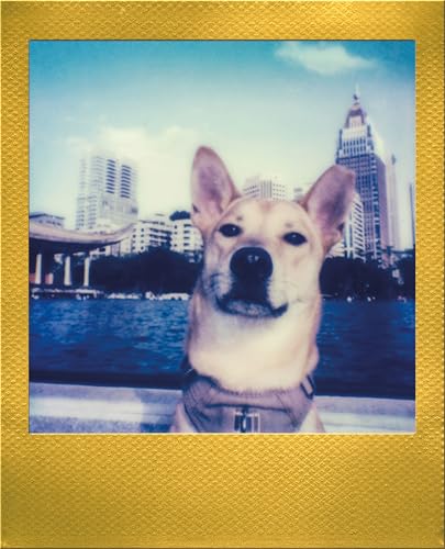 Image of Polaroid Go Color Film - Gold Frame Double Pack (16 Photos) (6588) - Only Compatible with Polaroid Go Camera