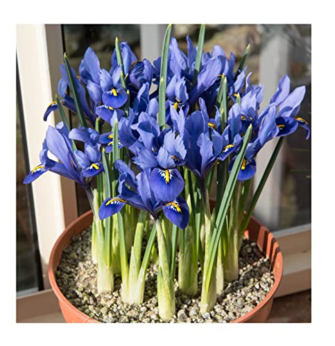 10x Iris Reticulata Harmony Bulbs Dwarf Miniature Blue Flowers Ideal for Rockeries Pots Borders Hardy Early Spring Garden Perennial