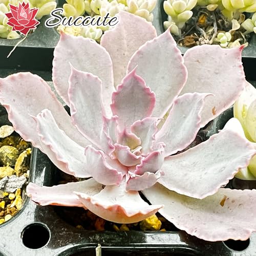 Amazon.co.jp: Succute: フリル系