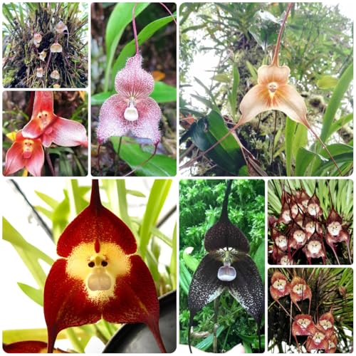 Abono Orquídeas Monodosis Marca Generic