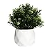 Modern Geometric Succulent Planter, 4.5 inch Tall Flower Pot (1, White Geometric Desk Plant Pot)
