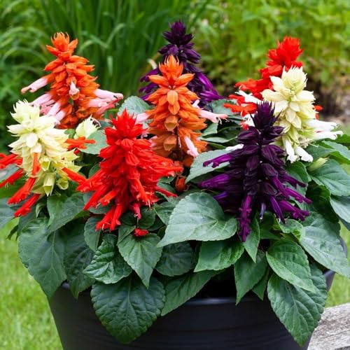 Salvia Seeds – Colorful Garden Flowers for Pollinators, Easy to Grow, Long-Lasting Blooms (pack Of 50+ Seed)