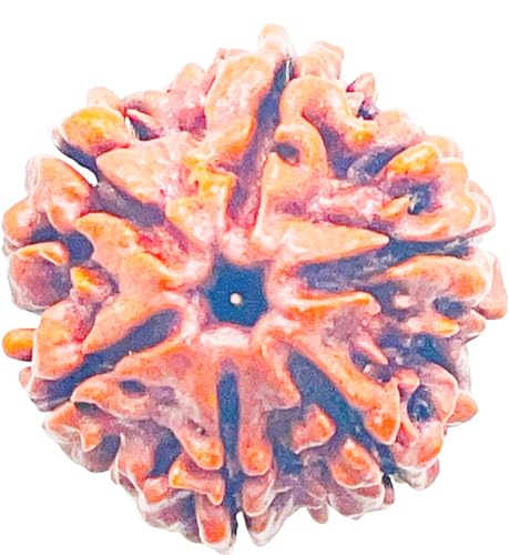 Money Vastu Fengshui Collection 6 Mukhi/Faced Nepali Rudraksha | Natural Astrological Six Mukhi/Faced Rudraksha | Positive Effect | Unisex Both for Men & Women (20-24 mm)