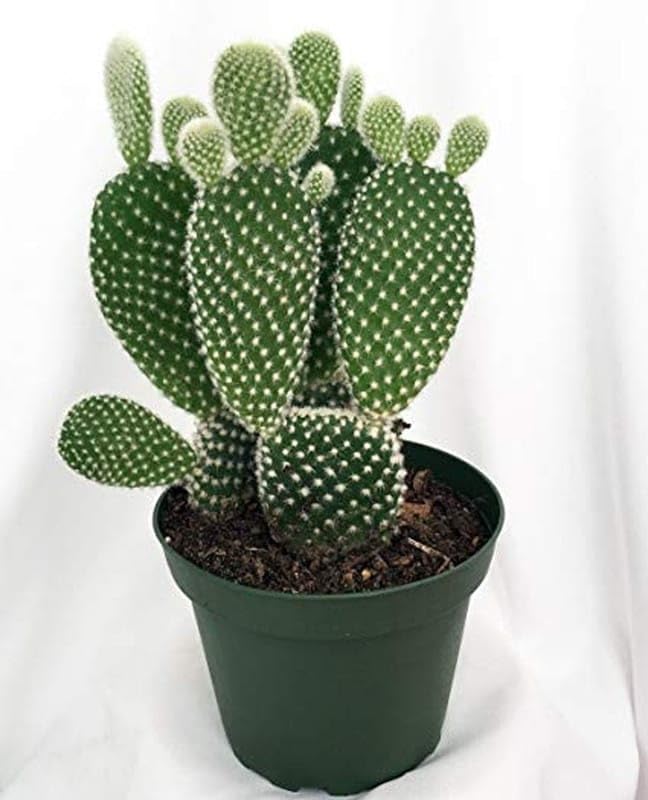 Live Cactus Plant with Pot | Nagfani Indoor Outdoor Plant for Hom...