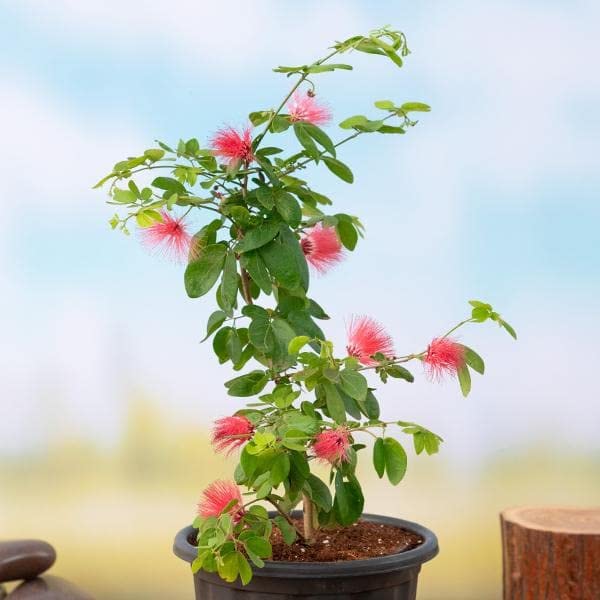 Mphmi Live Plants Nursery Garden Powder Puff Plant, Calliandra - Plant (B0BV2W41MJ) Amazon Price History, Amazon Price Tracker
