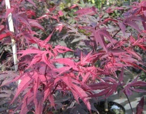 Ahorn palmatum Bloodgood - Dunkelroter Fächerahorn Größe 80-100 cm