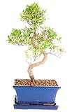Bonsái Syzygium Buxifolium Natural Árbol para Principiantes