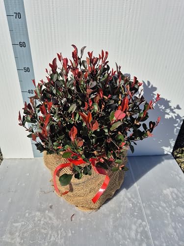 Photinia (Fotinia) Nana, Little Red Robin - Pianta Vera Decorativa in Vaso 24 cm - Vivai Giulian Giovani Piante