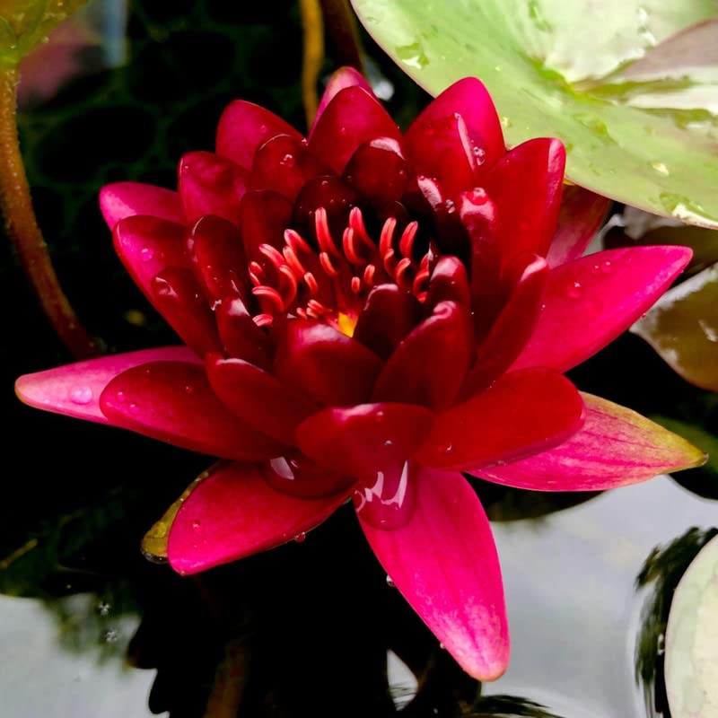 Chalily Burgundy Princess Water Lily