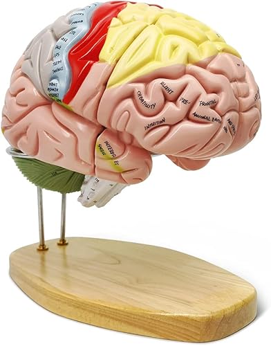 Vista 7 de Modelo de cerebro humano 2024 para enseñanza de neurociencia con etiquetas, modelo de anatomía de tamaño natural 1.5 veces para aprender ciencias
