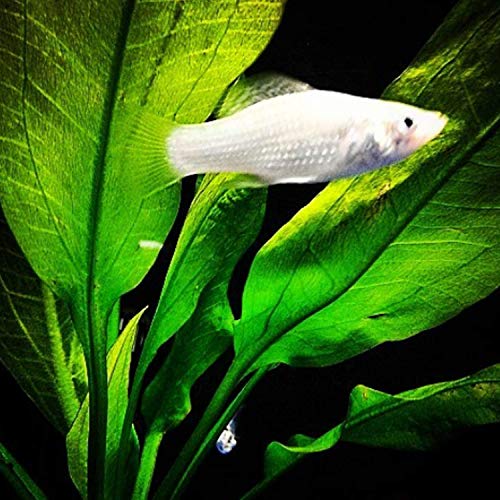 Greenpro 3-Bundles Amazon Sword | Echinodorus Bleheri Live Aquarium Plants Package Aquatic Freshwater Fish Tank Decorations #TOP4