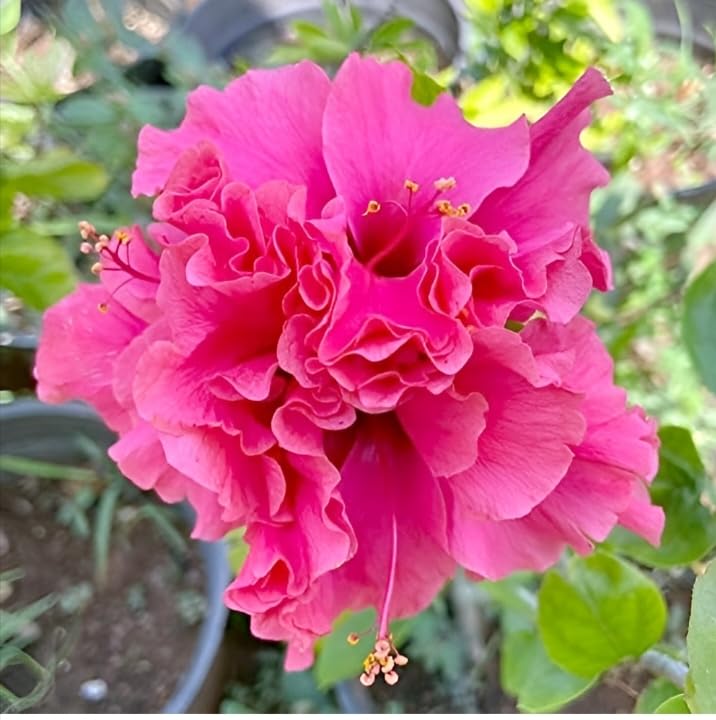 Image of Double Petal Pink Hibiscus Flower Live Plant | Beautiful All Season Hibiscus Tree | Healthy Flowering Plant for Indoor Outdoor Home Garden | Safe Packing |(Without Pot)