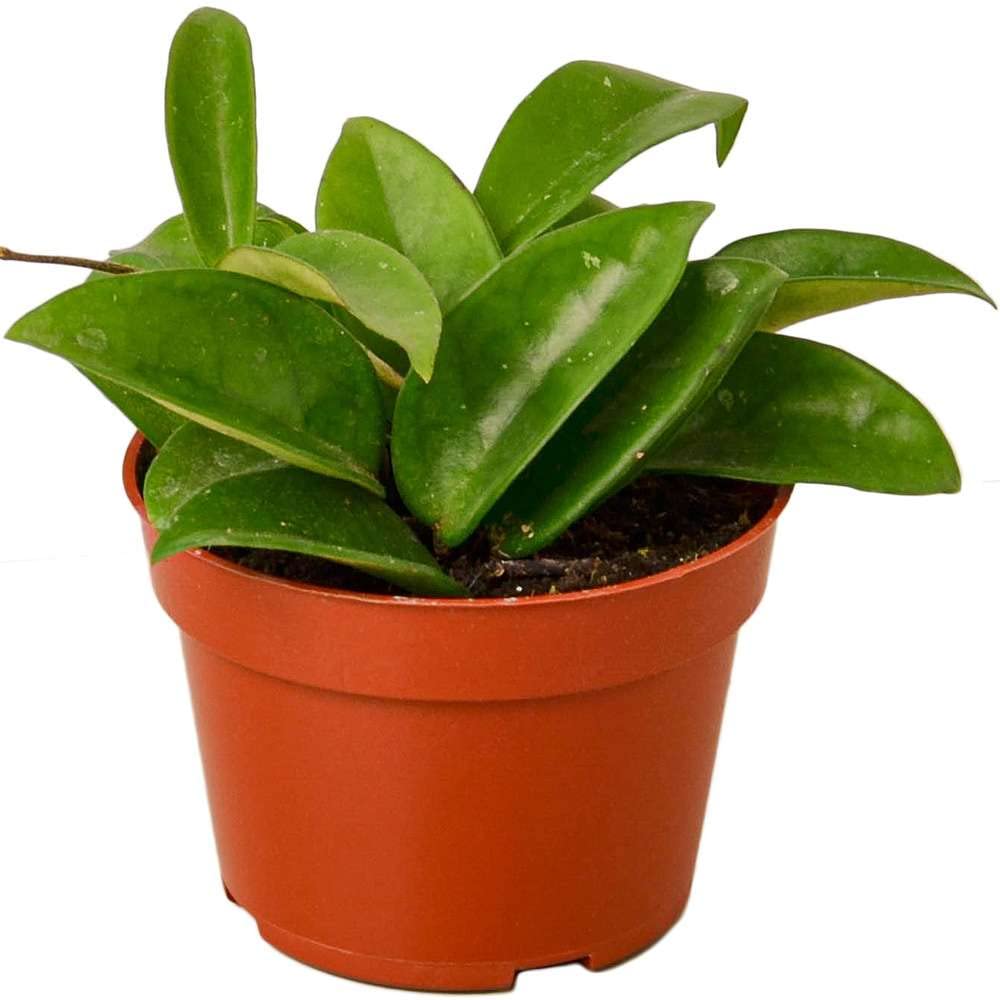Hoya Carnosa Chelsea Live Plant