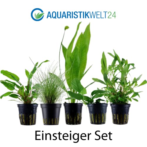 AquaOne Aquarium Pflanzen I 5X Wasserpflanzen I Einsteiger Aquarienpflanzen I Ehinodorus Hygrophila Cryptocoryne Eleocharis Anubias I Set mit 5 Aquariumpflanzen - Image 3