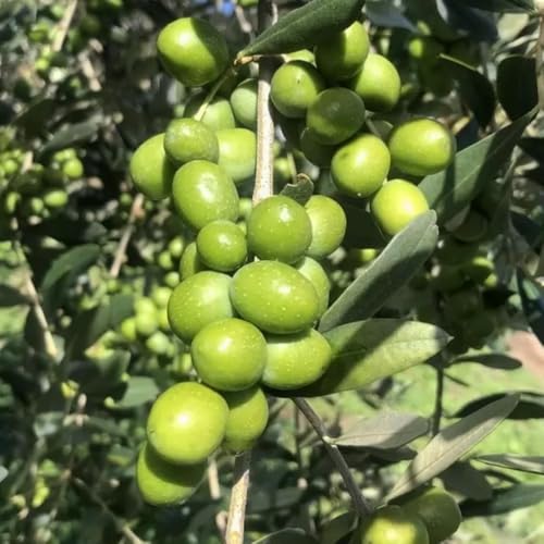 La pianta di Ulivo Leccio del Corno (Olea europaea Leccio del Corno) è una varietà tradizionale italiana, apprezzata per la sua resistenza, vigore e produttività, oltre che per la qualità e olive e ’olio che produce. Ideale sia per giardini ornamentali sia per uliveti domestici. Caratteristiche a pianta * Varietà: Leccio del Corno * Età: 2/3 anni * Vaso: 20 cm / fitocella * Portamento: vigoroso, chioma espansa e armoniosa * Fogliame: verde intenso, ornamentale * Resistenza: elevata, tollera vento, freddo e siccità * Esposizione: pieno sole