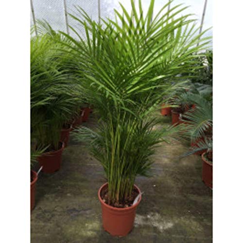 Oculis Live plant Decorative Areca Palm - Indoor Plant (B08PSMHLG2) Amazon Price History, Amazon Price Tracker