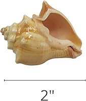 Vista 6 de Needzo Conchas de cangrejo ermitaño para crecimiento natural, conchas marinas grandes, paquete de 2 turbo, 2 pulgadas