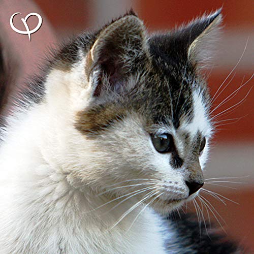 GOLDEN PEANUT Grünlippmuschelpulver 500 g - Neuseeland Muschel Pulver Extrakt Premium Qualität für Hunde und Katzen