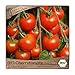 Samenliebe BIO Cherrytomaten Samen Zuckertraube besonders süße Cocktailtomate Tomate rot 10 Samen samenfestes Gemüse Saatgut für Gewächshaus Freiland und Balkon BIO Gemüsesamen