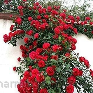 Charming Gronhus Live Rare Live Climbing Rose Creeping Wild Rambling Ornamental Trellis Blooms Vining Fragrant Trailing Flower Plant (Climbing Plant, Red) With Pot (B0CNRBYMNY) Amazon Price History, Amazon Price Tracker