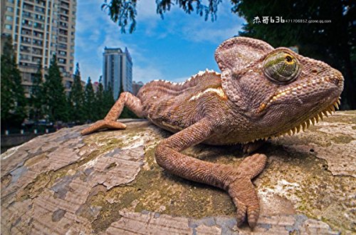 Venus Laowa 15mm f/4 groothoek 1:1 Macro Lens met verschuiving voor Canon EF Mount - Afbeelding 7