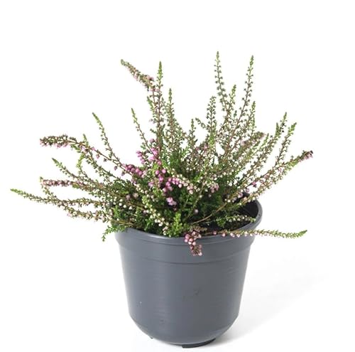 Brezo Ornamental Narural Planta de Exterior Arbustiva y Resistente