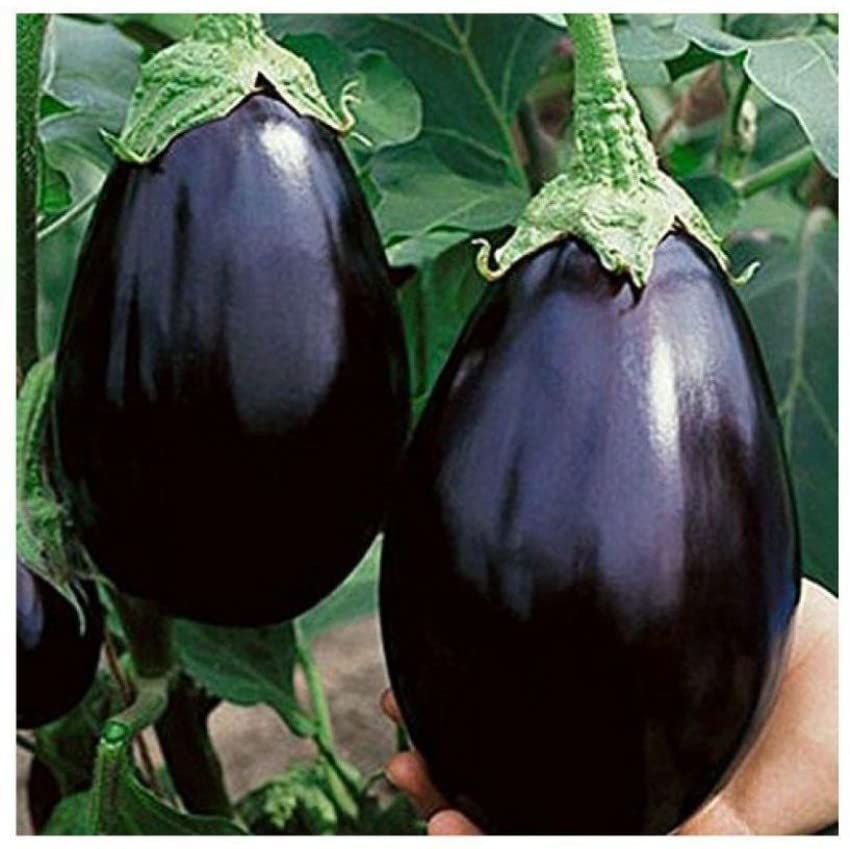 Brinjal seeds hybrid all seasons, All seasons hybrid brinjal seeds, Seeds for brinjal all season ( 300 seeds ) (B0BVRRXY3N) Amazon Price History, Amazon Price Tracker