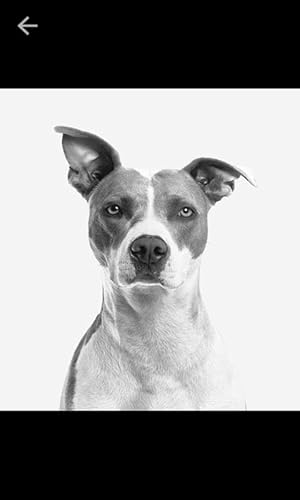 Dogs hd 4K Wallpapers & Backgrounds