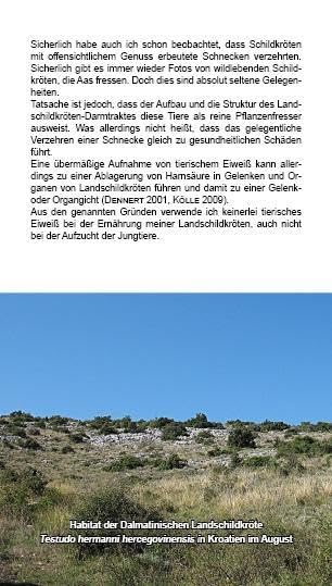 Landschildkröten-Futterpflanzen: 100 Wildkräuter einfach erkennen