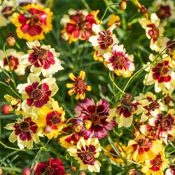 Radha Krishna Agriculture Green Plaza Flowers Seeds Coreopsis Flower Mix Colour Seeds F1 Hybrid Seeds Pack (B07WPCRFV6) Amazon Price History, Amazon Price Tracker
