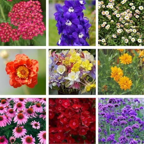 Nurserymans Choice Perennials Collection Mixed Hardy Plants 30 Plug Plants By Thompson & Morgan