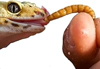 Vista 2 de Gusanos vivos a granel - 1000