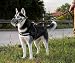 Maulkorb für Hunde, Metall, Hundemund, atmungsaktiv, verstellbare Leder-Leine, geeignet für große und mittelgroße Hunde (L)