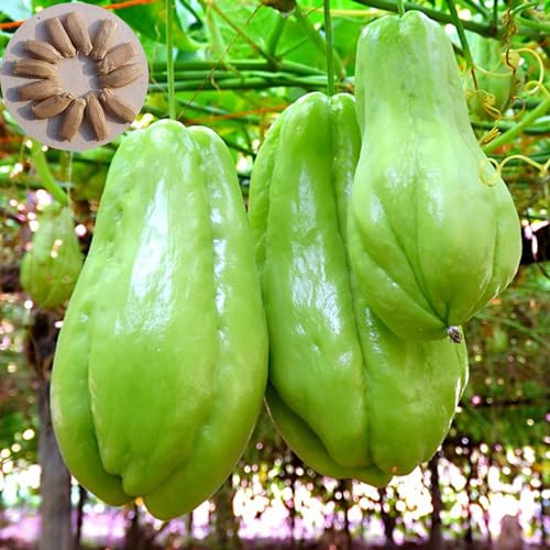 PERZOE 30 Unids/Bolsa Semillas de Chayote, Sin Daño Partículas Regordetas Alta Tasa de Germinación Plantación Hortícola Productiva Sechium Edule Natural Semillas Vegetales Suministros de Jardine