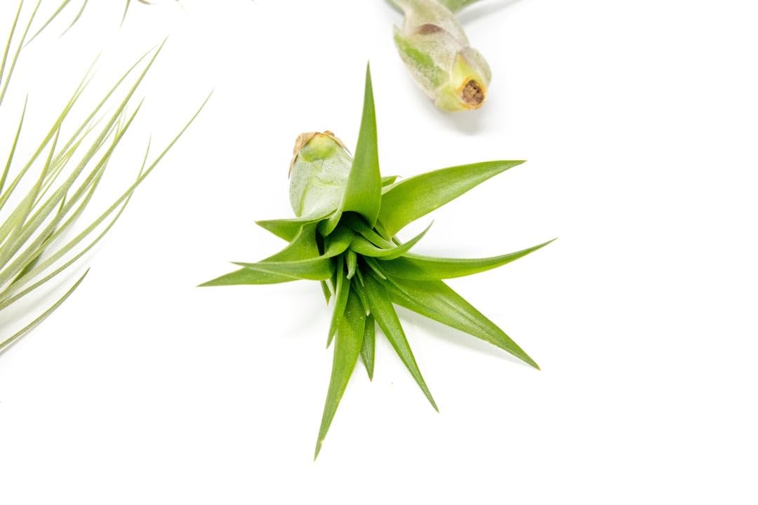 Mphmi Seedless Plant Plants live Best 4 Elegant Air Plants Pack Tillandsia (B0D22DGTRS) Amazon Price History, Amazon Price Tracker