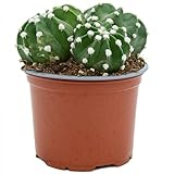 Planta de Interior. Echinopsis Denudatum Natural Planta Resistente - Cactus Vivo