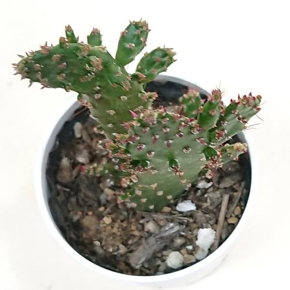 輸入苗 opuntia curivispinus オプンチア サボテン アガベ 輸入苗 opuntia curivispinus オプンチア サボテン アガベ