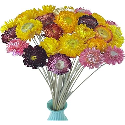 TooGet 40 Pcs Natural Dried Daisies, Dried Daisy Flowers Bouquet with Stem for Wedding Home Office Party DIY Flower Arrangement Cover