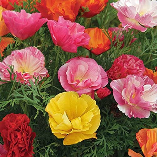 Seeds California Poppy Mixed Colour Flower Seeds Hybrid F1 Seeds ...